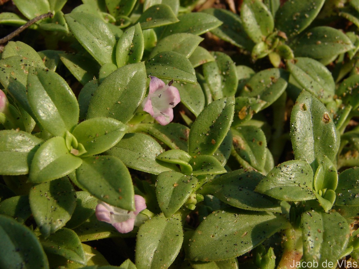 Hydrophylax maritima L.f.